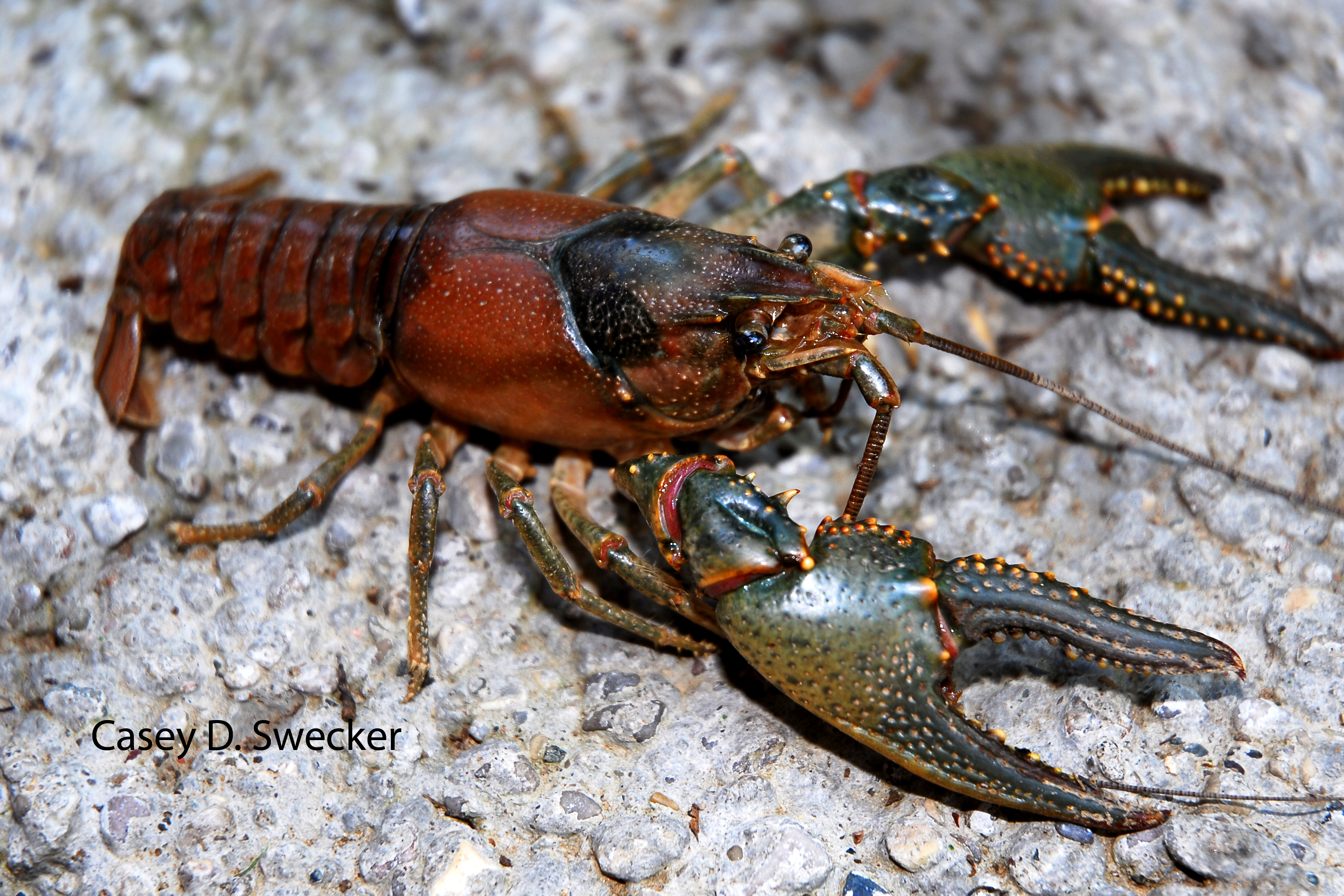 Crayfish - Alchetron, The Free Social Encyclopedia